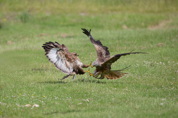 Red kite