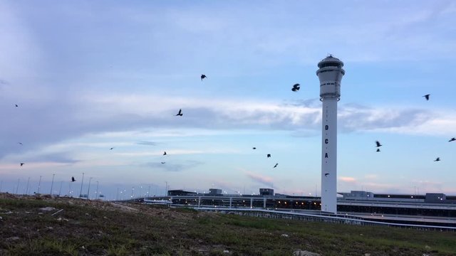 a flock of birds flying infront of air traffic control in a sunset background