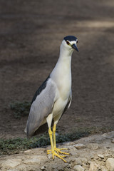 Bird night heron at city lake edge
