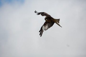 Red kite