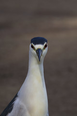 Bird night heron portrait