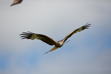 Red kite