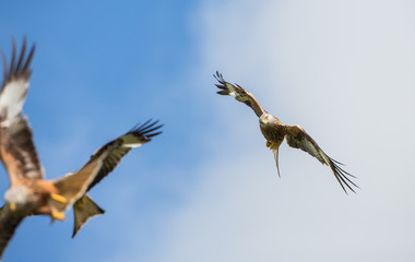 Red kite
