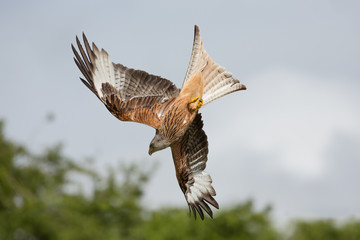 Red kite