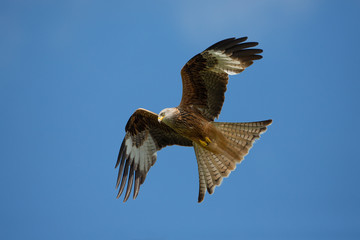 Red kite