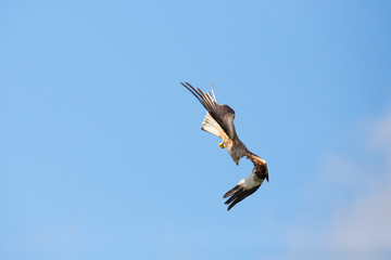 Red kite