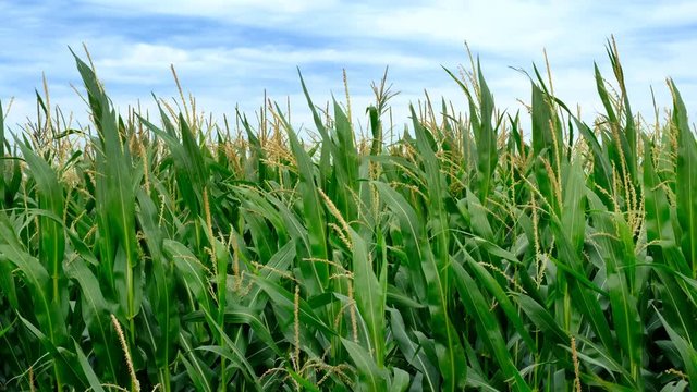 Corn field with corn plants