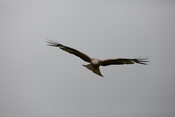 Red kite