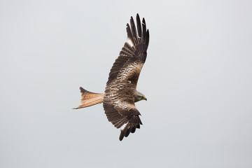 Red kite