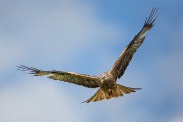 Red kite
