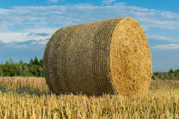 Snopk on the field during harvest