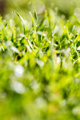 Fototapeta na wymiar Green grass in the dew on the nature