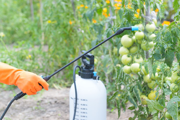 Spaying vegetables with water or pesticides