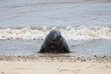Fototapeta premium Grey Seals