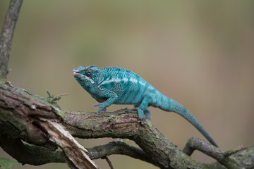 Chameleon Furcifer pardalis Ambolobe 2 years old, Madagascar endemic Panther chameleon in angry state, pure Ambilobe (Chamaeleoninae) 
