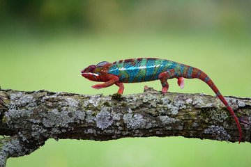 Chameleon Furcifer pardalis Ambolobe 2 years old, Madagascar endemic Panther chameleon in angry state, pure Ambilobe (Chamaeleoninae) 