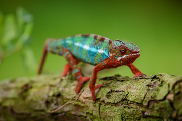 Chameleon Furcifer pardalis Ambolobe 2 years old, Madagascar endemic Panther chameleon in angry state, pure Ambilobe (Chamaeleoninae) 