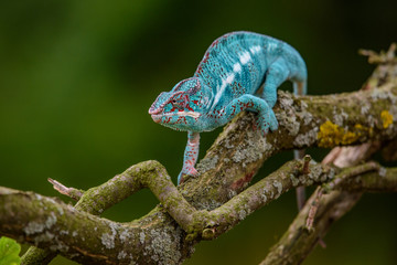 Chameleon Furcifer pardalis Ambolobe 2 years old, Madagascar endemic Panther chameleon in angry...