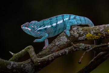 Chameleon Furcifer pardalis Ambolobe 2 years old, Madagascar endemic Panther chameleon in angry state, pure Ambilobe (Chamaeleoninae) 