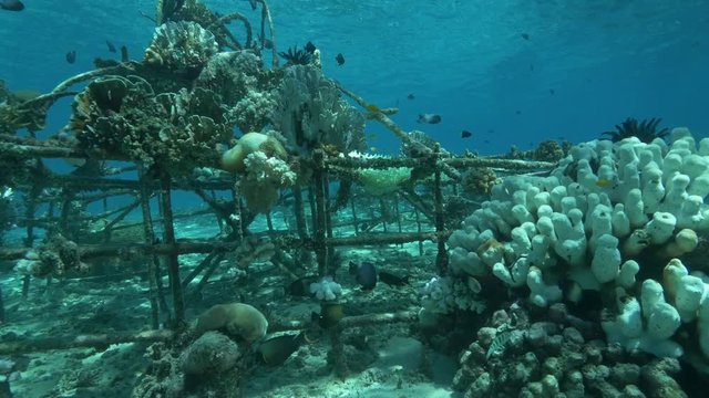 Fish swim near Biorock Artificial Reef in Indonesia, scuba POV