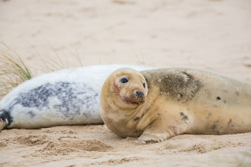 Naklejka premium Grey Seals