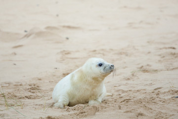 Grey Seals