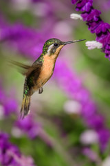 Hummingbird(Trochilidae)Flying gems