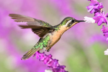 Fototapeta premium Hummingbird(Trochilidae)Flying gems
