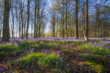 Bluebell woods