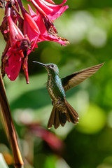 Hummingbird(Trochilidae)Flying gems