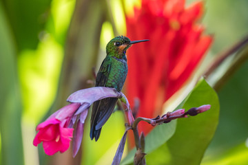 Hummingbird(Trochilidae)Flying gems