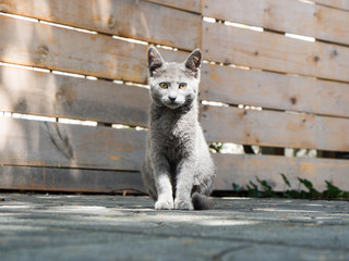 Gray kitten with yellow eyes captured in backyard