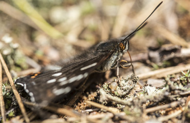 Beautiful butterfly is a poplar ribbon (Limenitis populi) whose wings and antennae move from the strong wind, sits on moss and pine needles in the sun. Close-up.