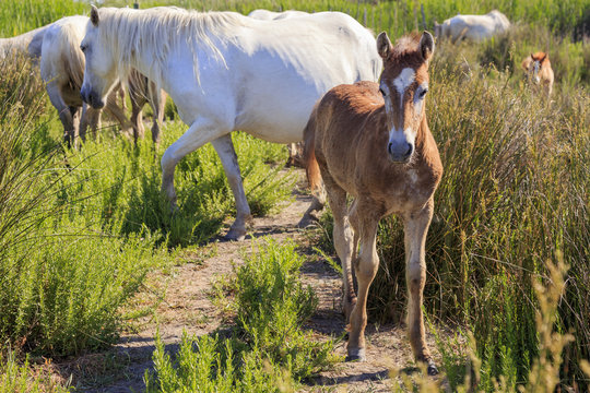 Wild horses in Camargue, France