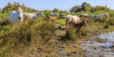 Wild horses in Camargue, France
