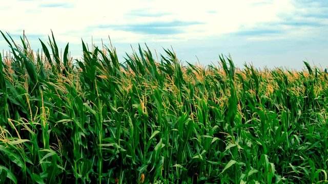 Corn field with corn plants