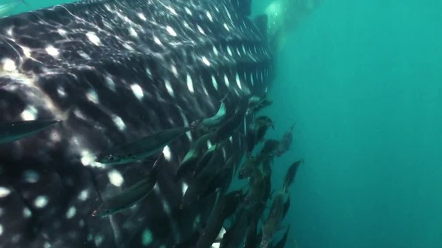 Scuba diving POV with Whale Sharks