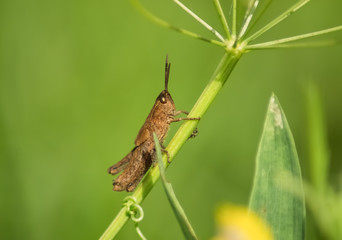 Grashüpfer an einem Blumenstiel