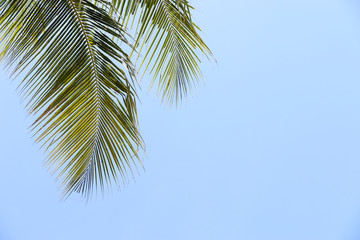 Fototapeta na wymiar Coconut leaves and sky In tropical countries summer with space for your text