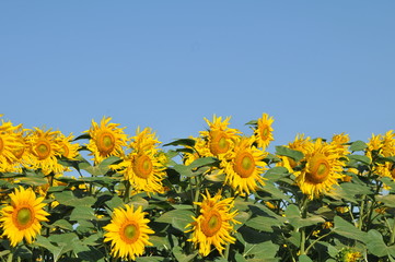 Sunflower field in the summer