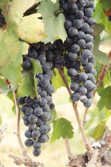 Fototapeta premium Fresh fruit black grapes in the vineyard
