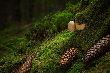 Tylopilus felleus. inedible mushrooms