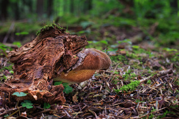 Neoboletus luridiformis, edible mushrooms