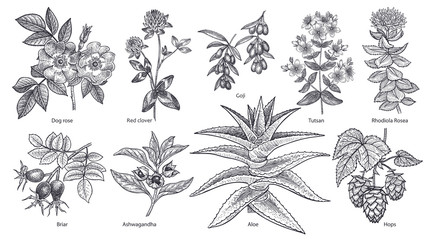 Medical plants and herbs set.
