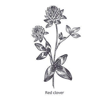 Medical plant Red clover.