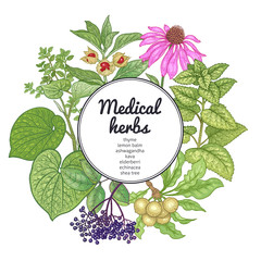 Medical herbs and plants. Colorful card. - obrazy, fototapety, plakaty