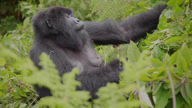 Gorilla mother eats fruits - ape female