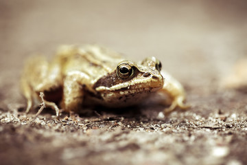 Moorfrosch - Waldweg