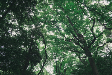 Fototapeta na wymiar fresh big tree in the green forest for background