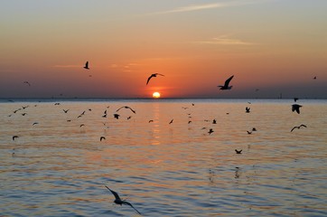 silhouette Seagull Birds fly through the seaside at sunset